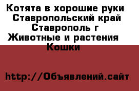 Котята в хорошие руки - Ставропольский край, Ставрополь г. Животные и растения » Кошки   